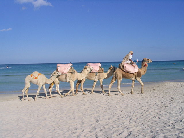 dromadaire à djerba